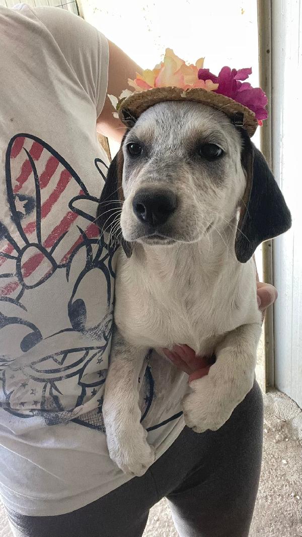 LA TENERA SIRYA Foto 7